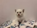 一个月的布偶小奶猫有偿领养