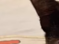 免费猫咪领养