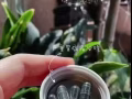 艾多美螺旋藻 預防/舒緩胃不適 中和胃酸問題