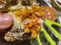 🦀️正宗江苏精品挑膏大闸蟹登陆新加坡啦🦀️