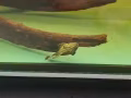 出售皇冠豹