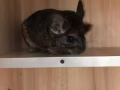 龙猫宝宝找新家