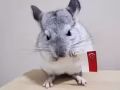 求领养一只龙猫