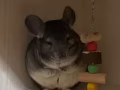一岁龙猫转让