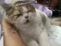 猫咪美容服务