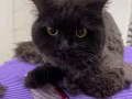 猫咪美容服务