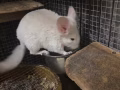 可爱龙猫