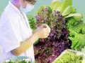 超洁净无土栽培生菜