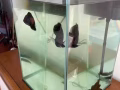免费送观赏鱼