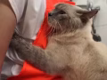 上门 猫咪 洗护美容
