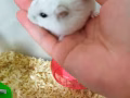 仓鼠领养
