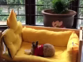 全新猫，兔子用品