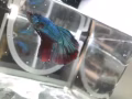 泰国斗鱼