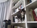 可爱猫咪寻找领养