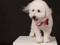 两岁半比熊犬找个女朋友