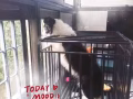 6个月边牧妹妹预定娃娃亲