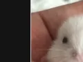 雪白小仓鼠 领养