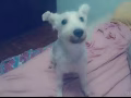 寻找小犬，茶杯狗 1k -1.5k