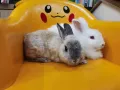 两只兔子欢迎领养