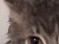猫狗美容上门服务