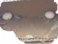 鹦鹉（Parrot）两只，2枚蛋，带鸟笼