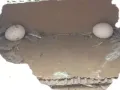鹦鹉（Parrot）两只，2枚蛋，带鸟笼