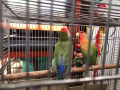鹦鹉（Parrot）两只，2枚蛋，带鸟笼