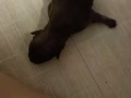 博美宝宝找爱它一生一世的主人