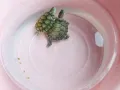 出售两只可爱的小巴西龟🐢🐢