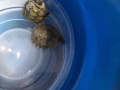 出售两只可爱的小巴西龟🐢🐢