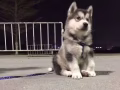 诚心给狗狗找主公