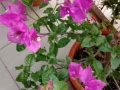專業清潔