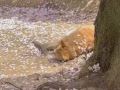 有偿小猫领养 希望可以有金银渐层 美短 狸花猫
