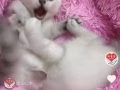 满月可爱小猫咪找新家了