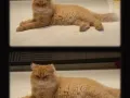 Persian cat 有偿领养
