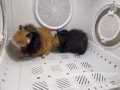 荷兰猪（豚鼠）两只$200