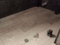 专业粘砖，抹灰，砌砖，打地平，做防水，旧房屋翻新，做工美美、一条龙服务、价格优惠