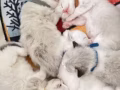 布偶猫