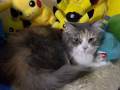 小猫咪找男朋友