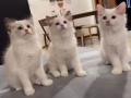 纯种带证书双色布偶猫咪