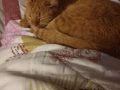 小橘寻找爱心人士领养