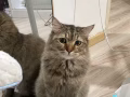 求 小奶猫！！！！