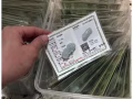 A等级翠绿貔貅
