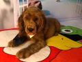 可卡犬宝宝