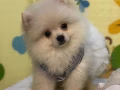 （批发价）博美兄妹找粑粑麻麻 加Wechat:xiaokai92266