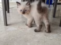 纯种布偶猫，找爸爸妈妈，做你的黏人小妖精，那个等你回家的猫