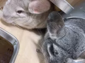 龙猫寻找新主人