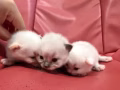 小猫找主人啦