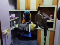 裕廊东公寓祖屋床位出租