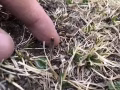 2022年第一批新鲜虫草，5月中下旬上市！高海拔地区和虫草还要等几天，请大家耐心